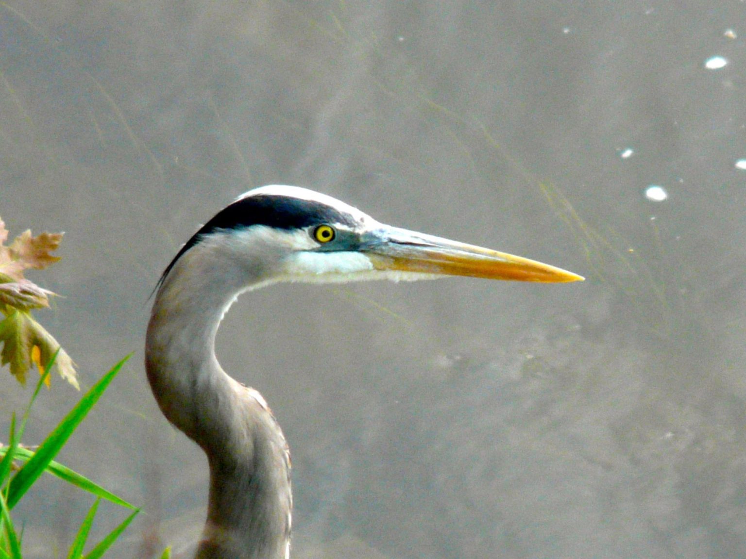 Fotos de Garzas ⭐Tipos de Garzas: real, imperial, bueyera⭐