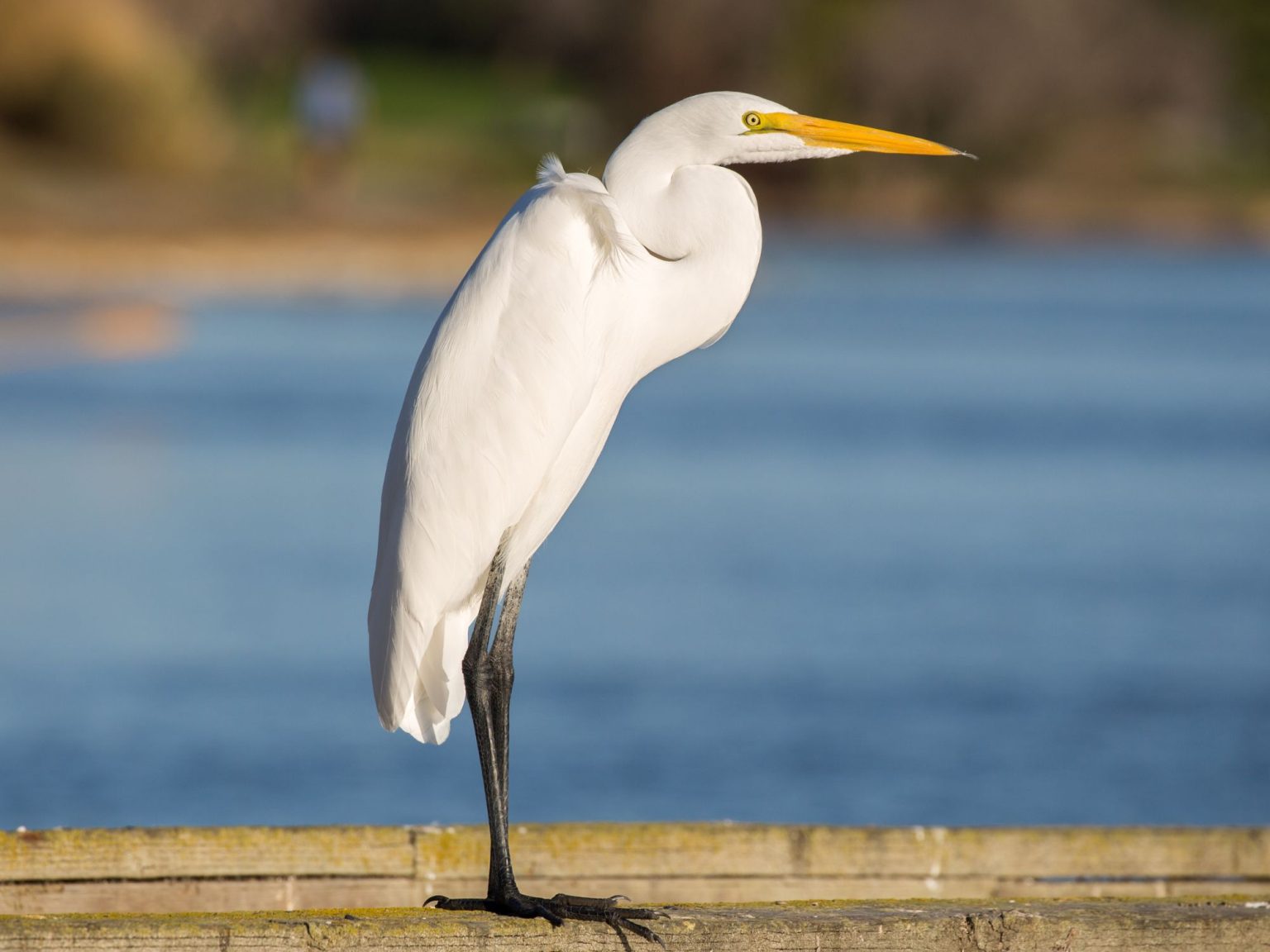 Fotos de Garzas ⭐Tipos de Garzas: real, imperial, bueyera⭐
